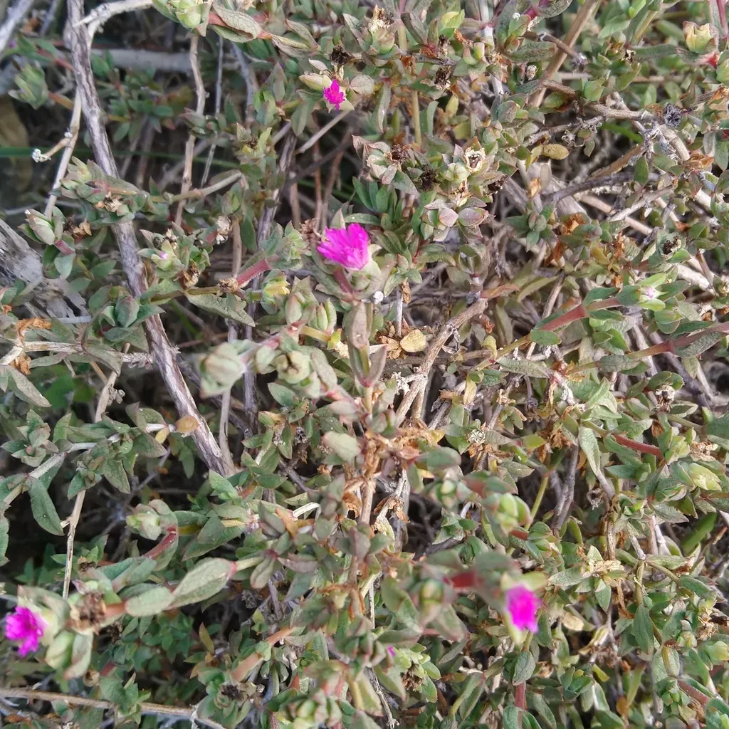 Delosperma Vernicolor
