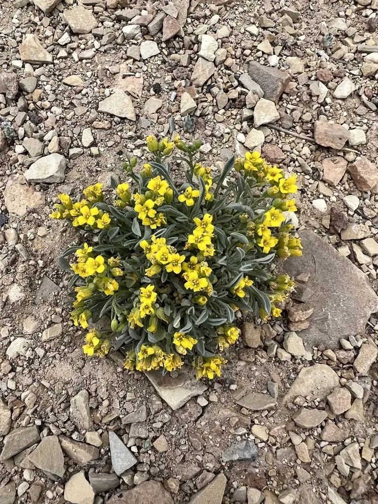 Parasol Bladderpod