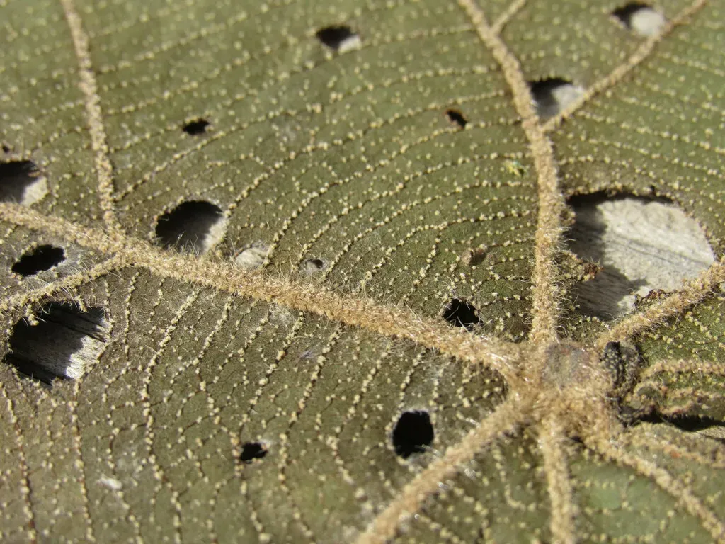 Croton Macrostachyus