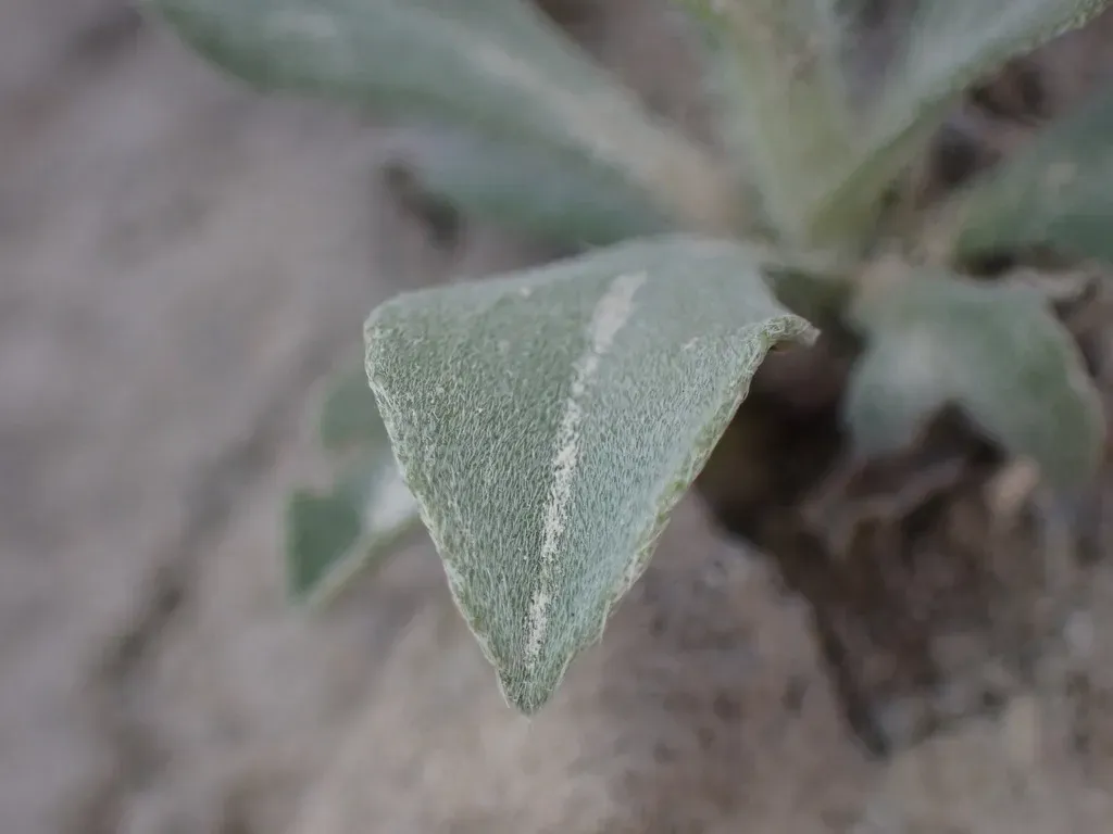 Wetherill's Cat's-eye