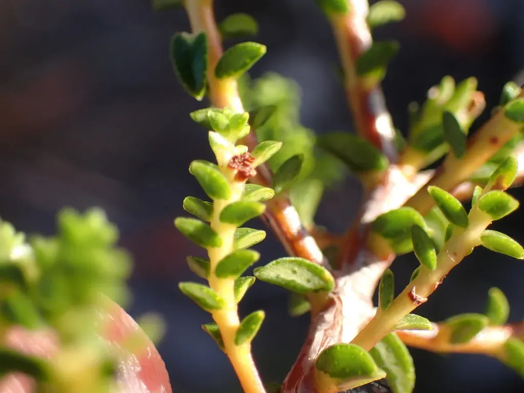 Diosma Haelkraalensis