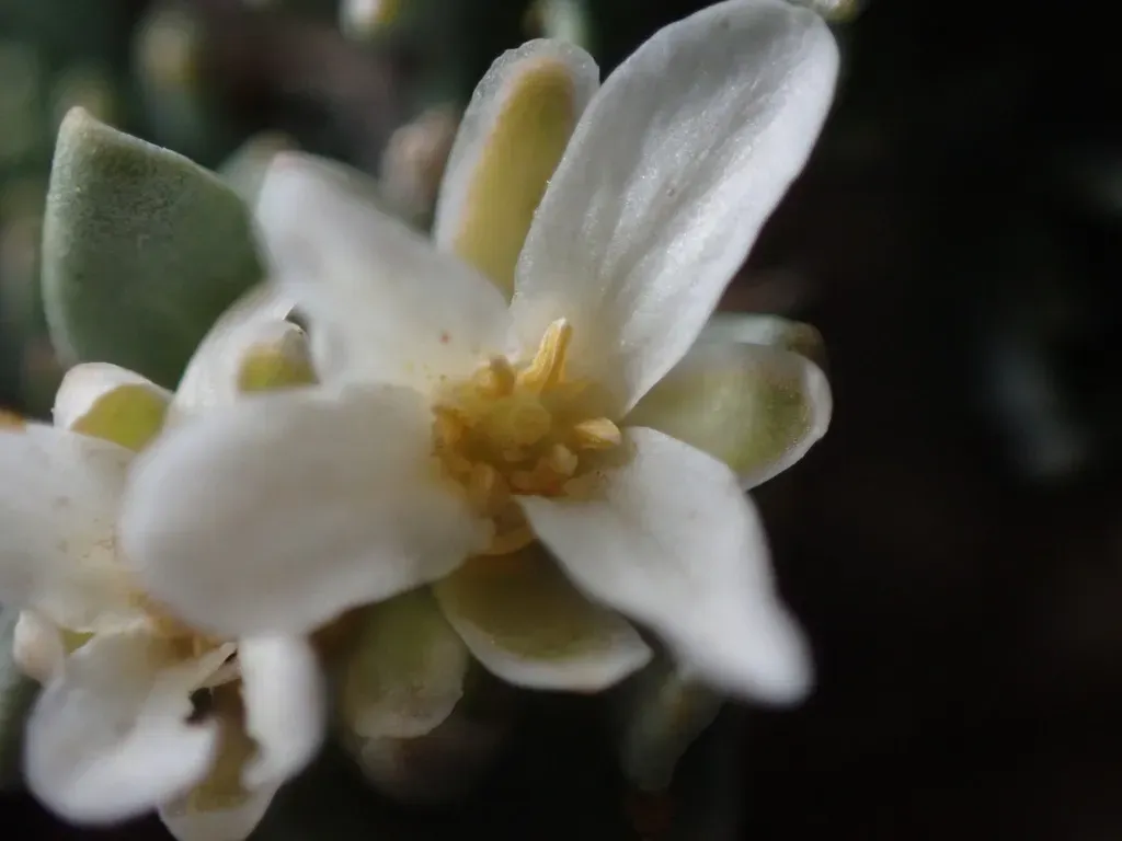 Frisco Mountains Mustard