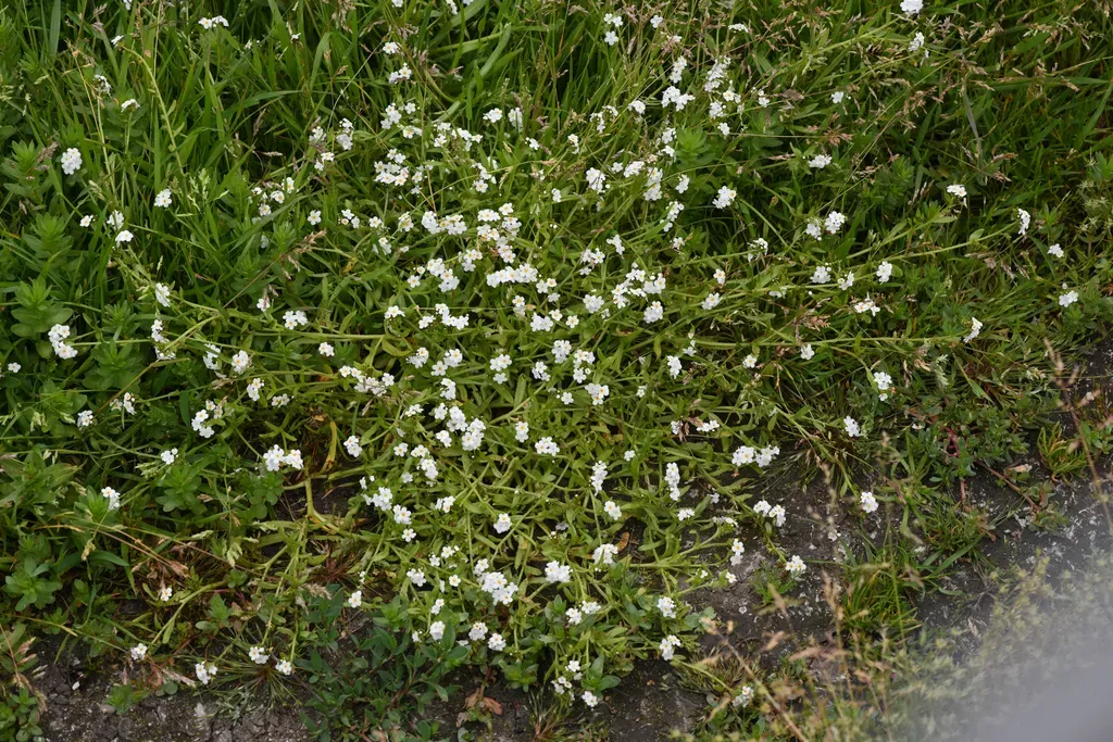 Artist's Popcornflower