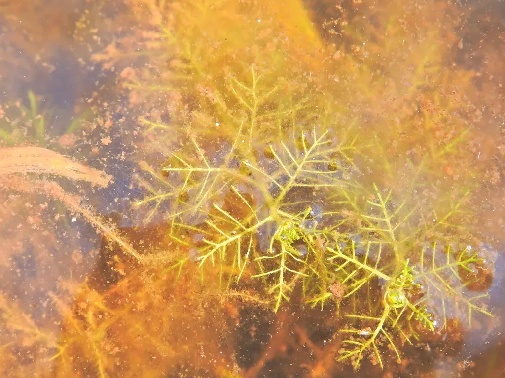 Myriophyllum Gracile