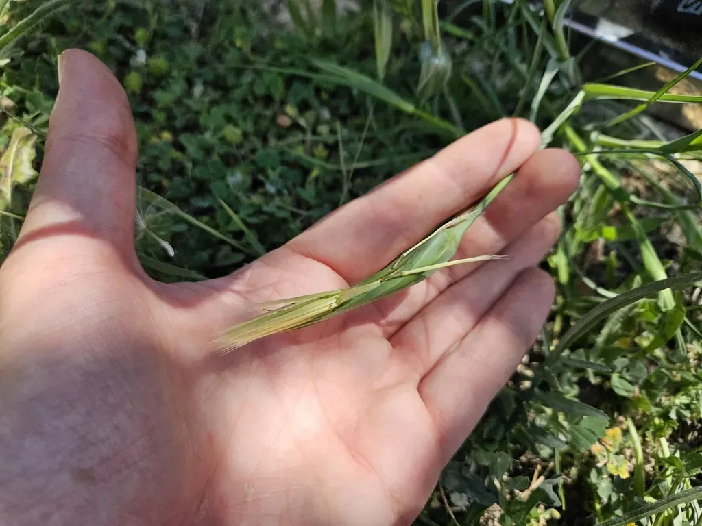 Tragopogon Angustifolius