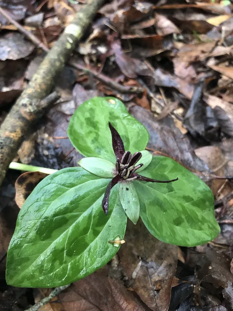 Twisted Trillium