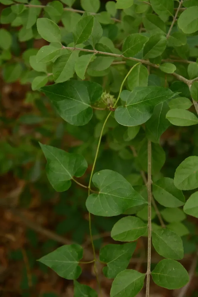 Plateau Milkvine