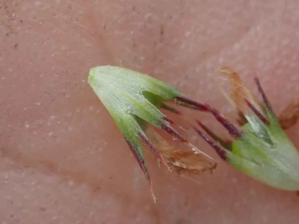 Pacific Grove Clover