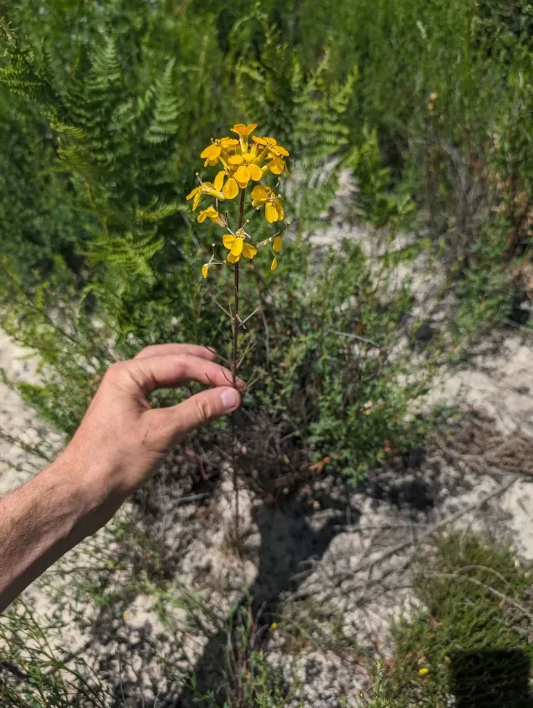 Santa Cruz Wallflower