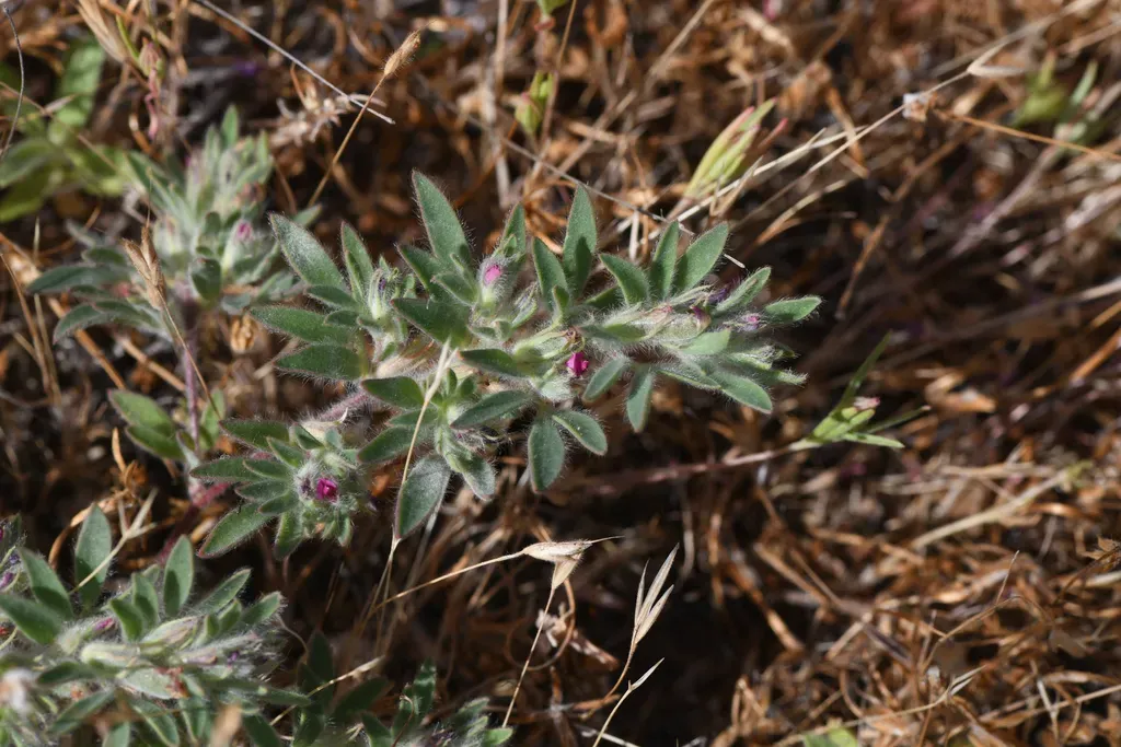 Red-flowered Bird's-foot Trefoil