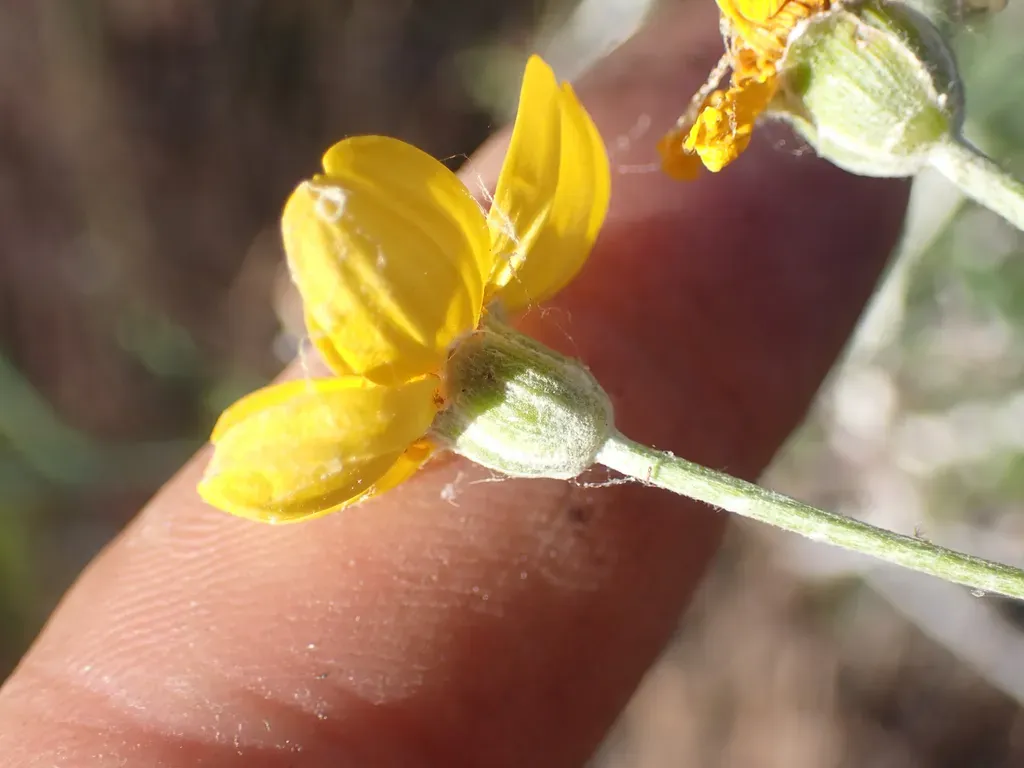Jepson's Woolly Sunflower