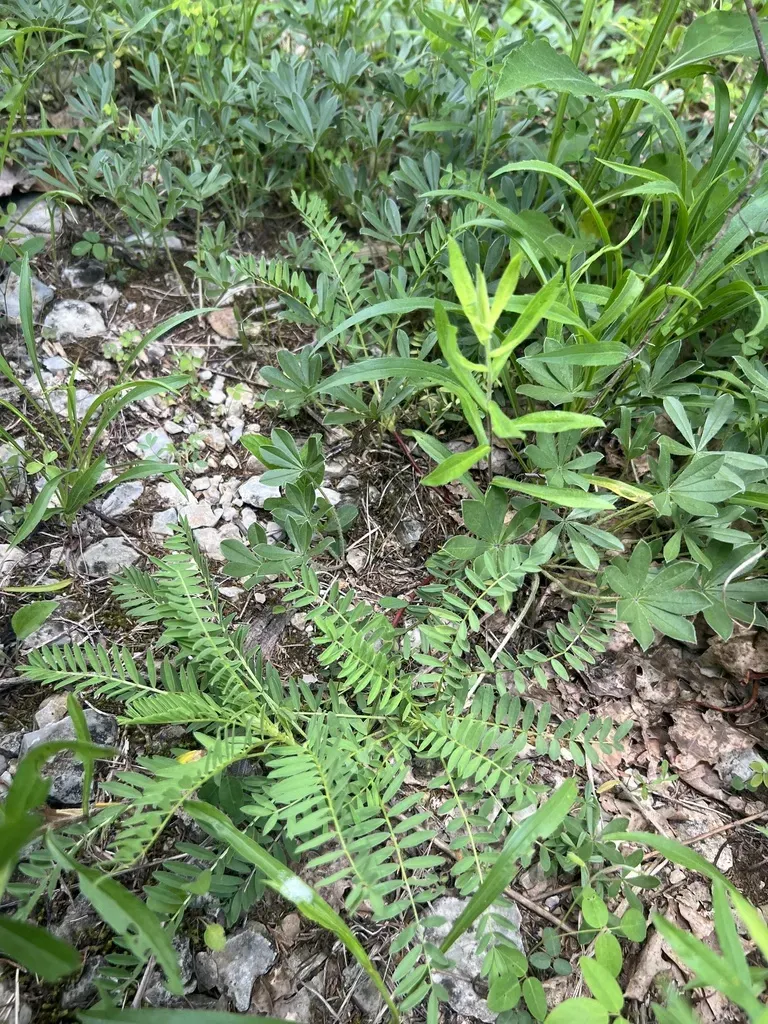 Limestone Glade Milkvetch