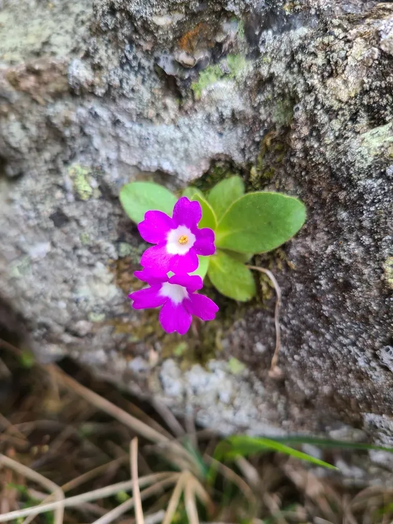Primula Villosa
