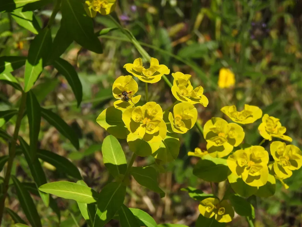 Many-branched Spurge