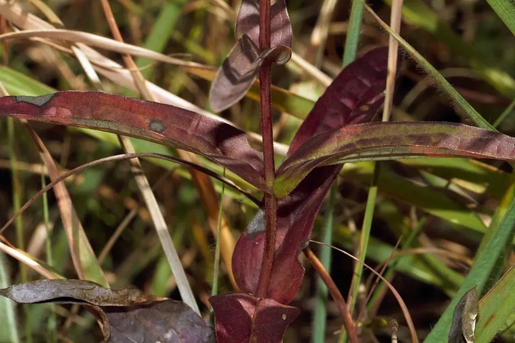 Hypericophyllum Compositarum
