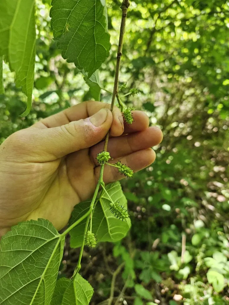 Morus Alba × Morus Rubra