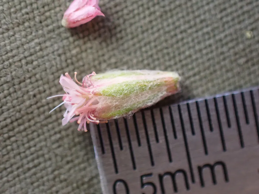 Mount Diablo Buckwheat