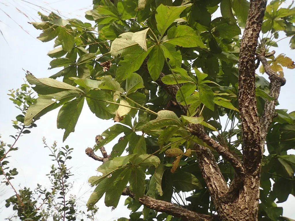 Octopus Cabbage Tree