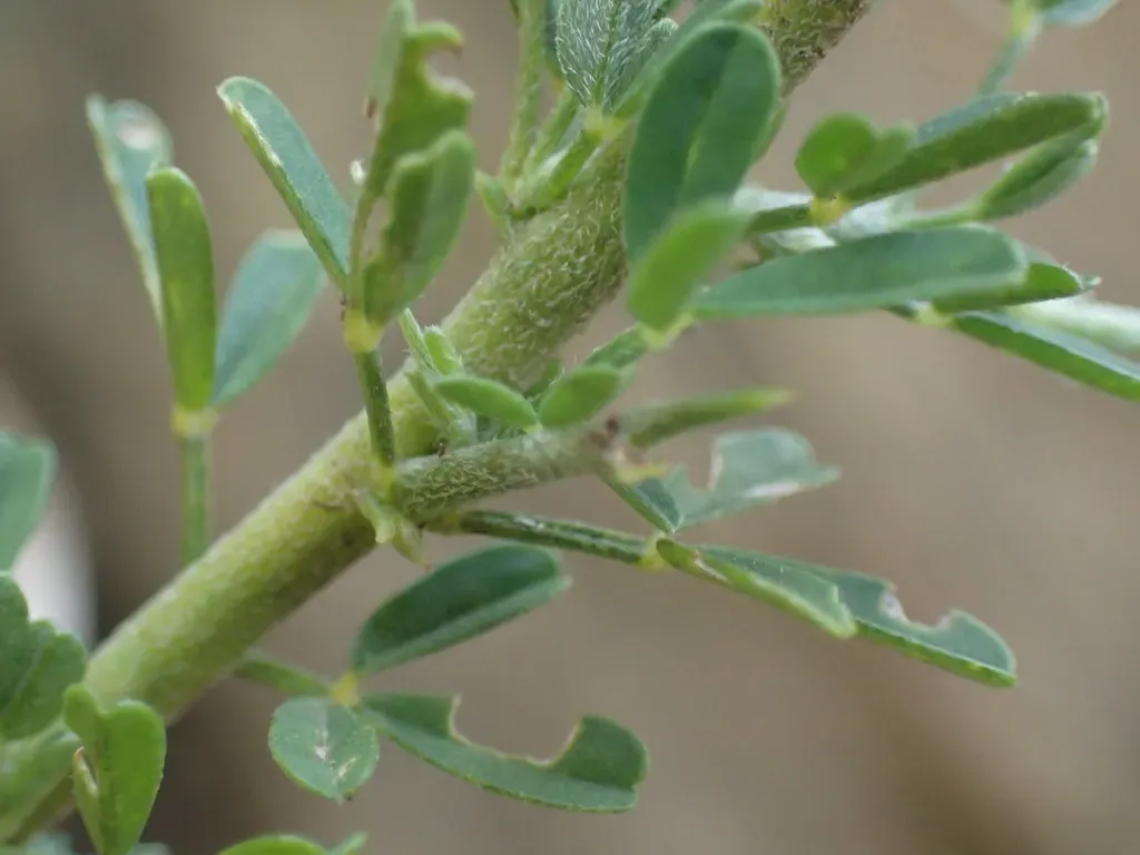 Crotalaria Hyssopifolia