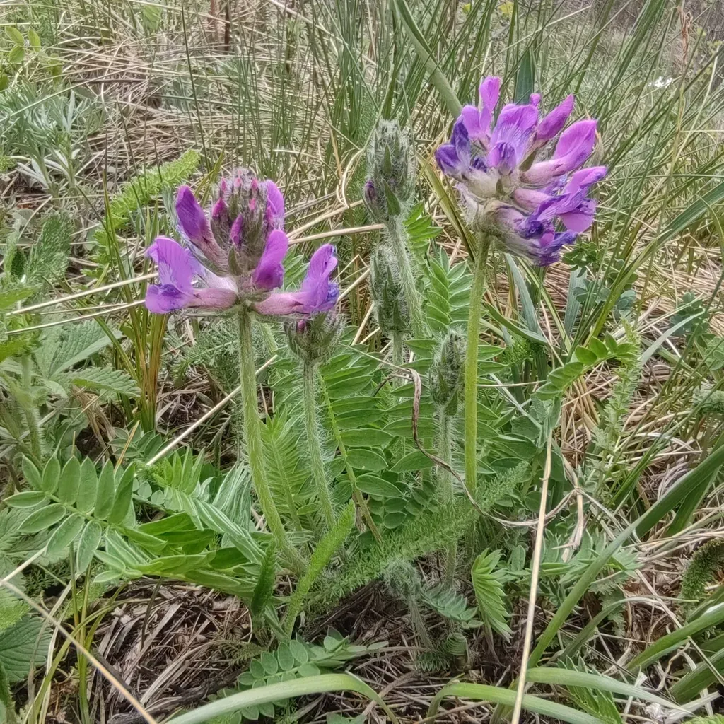 Oxytropis Ambigua