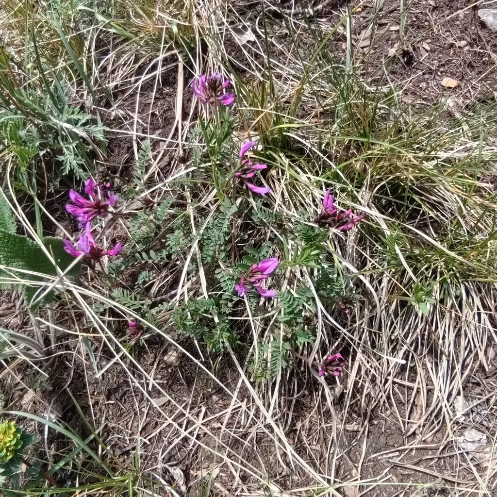 Purple Woody Milk-vetch