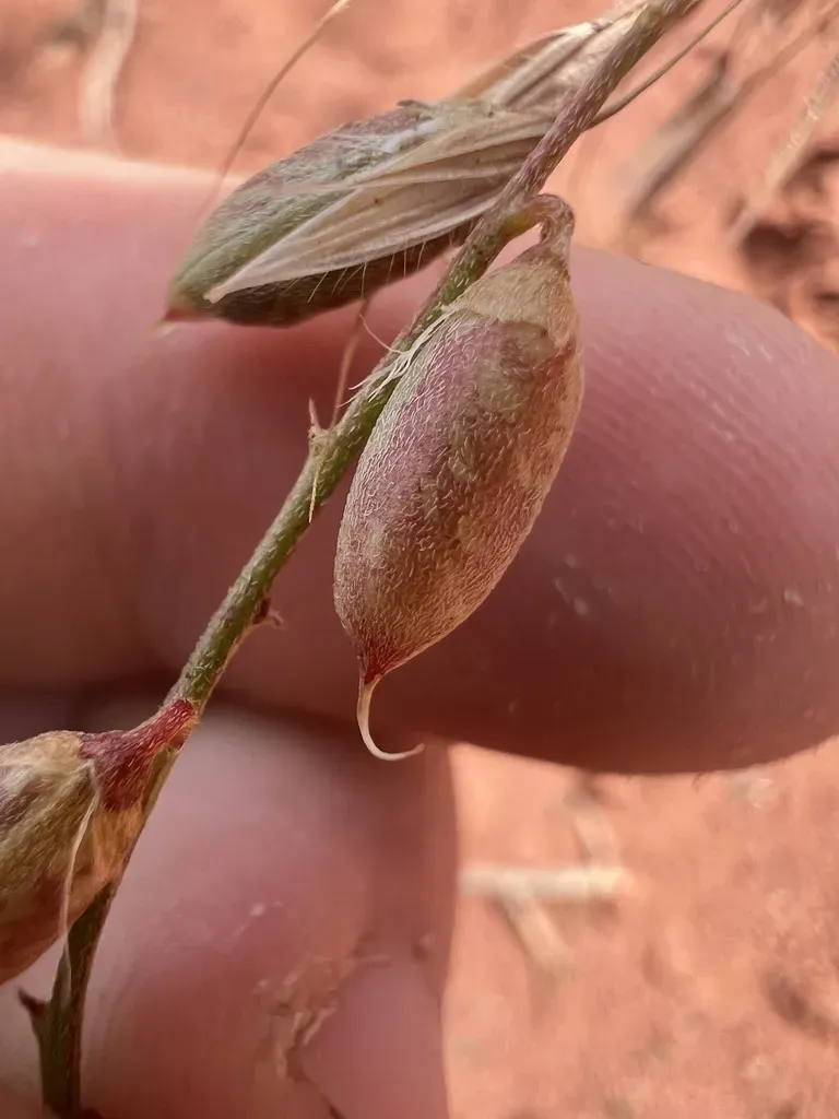 Brandegee's Milkvetch
