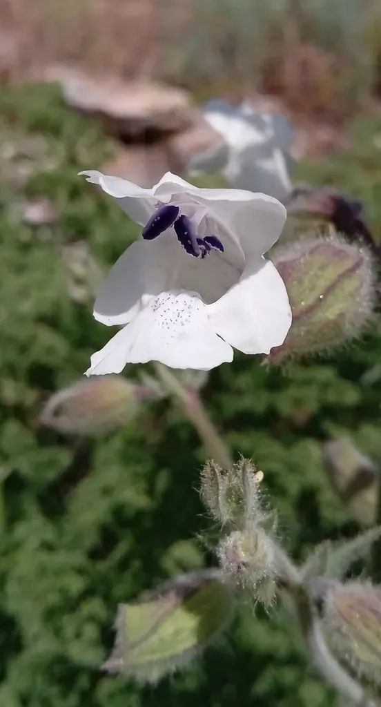 Karatau Mountain Sage