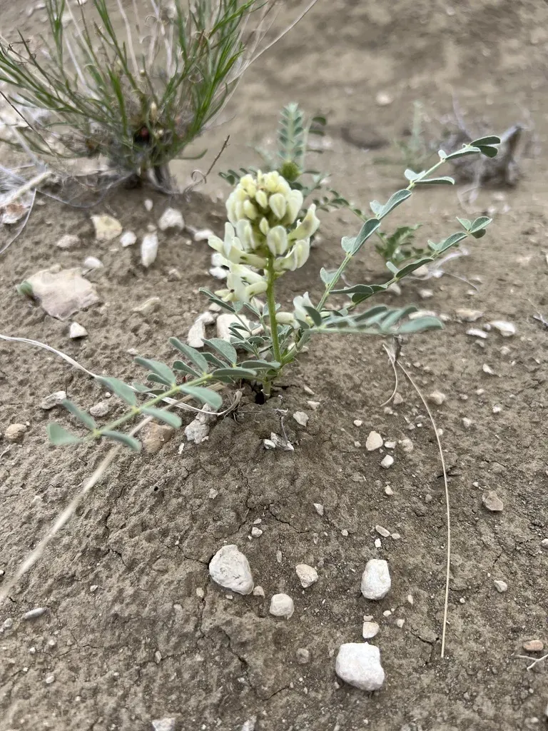 Oregon Milkvetch
