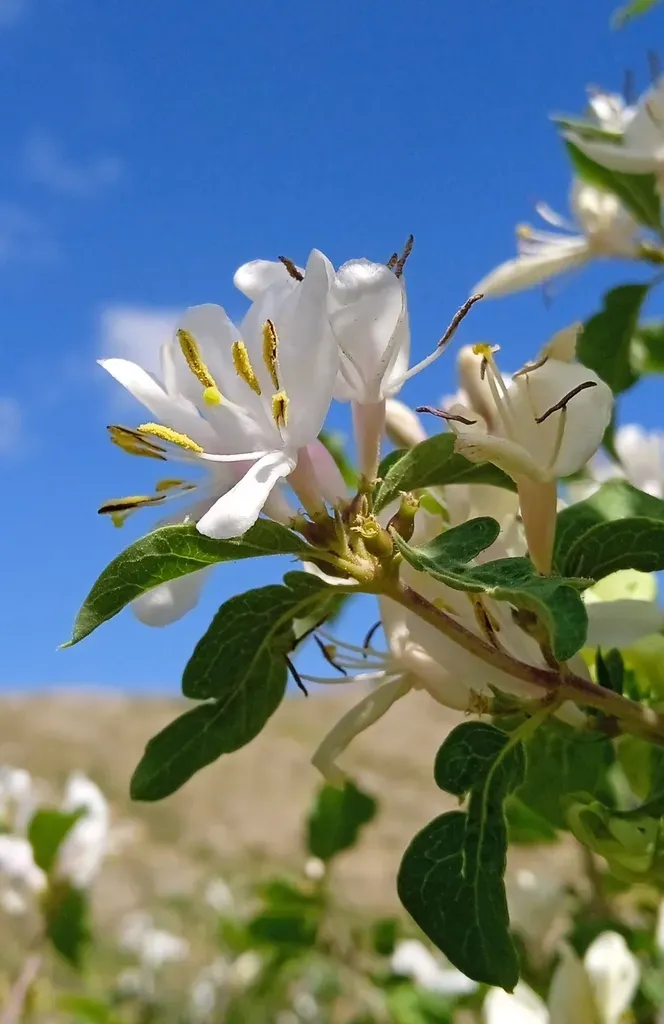 Lonicera Nummulariifolia
