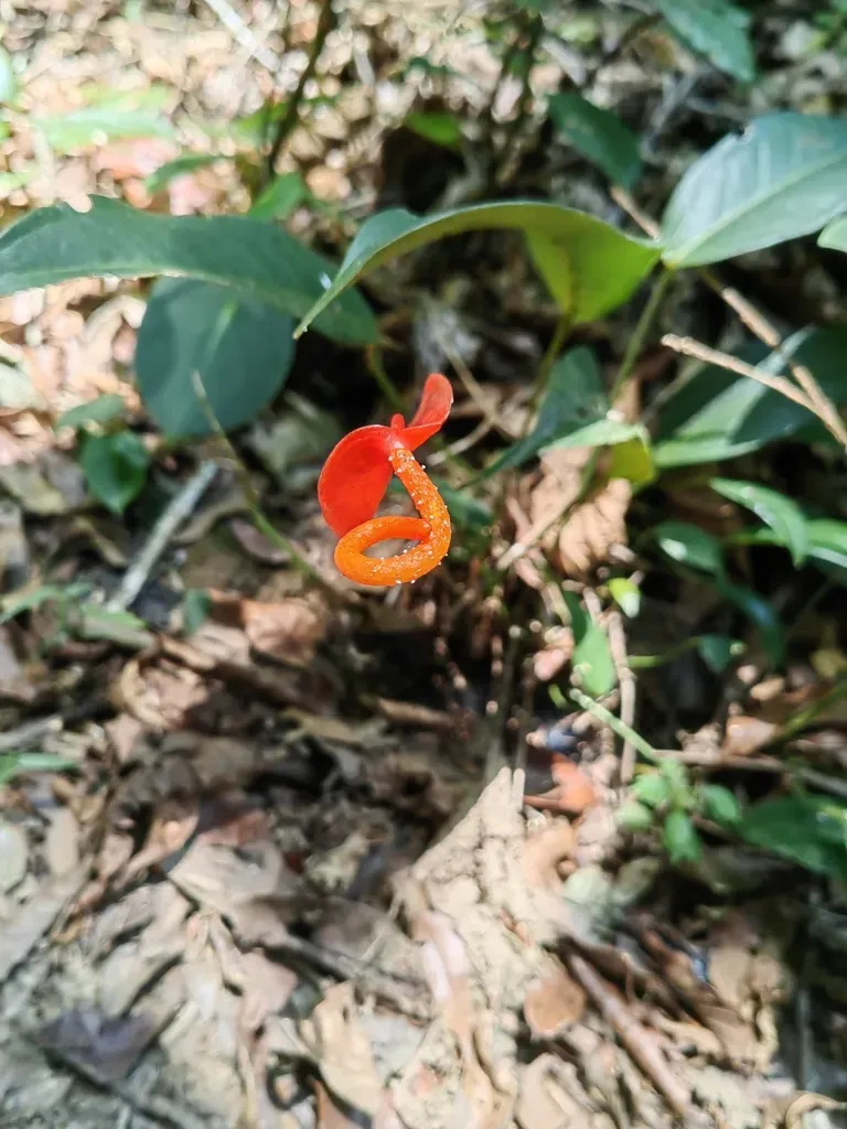 Flamingo Flower