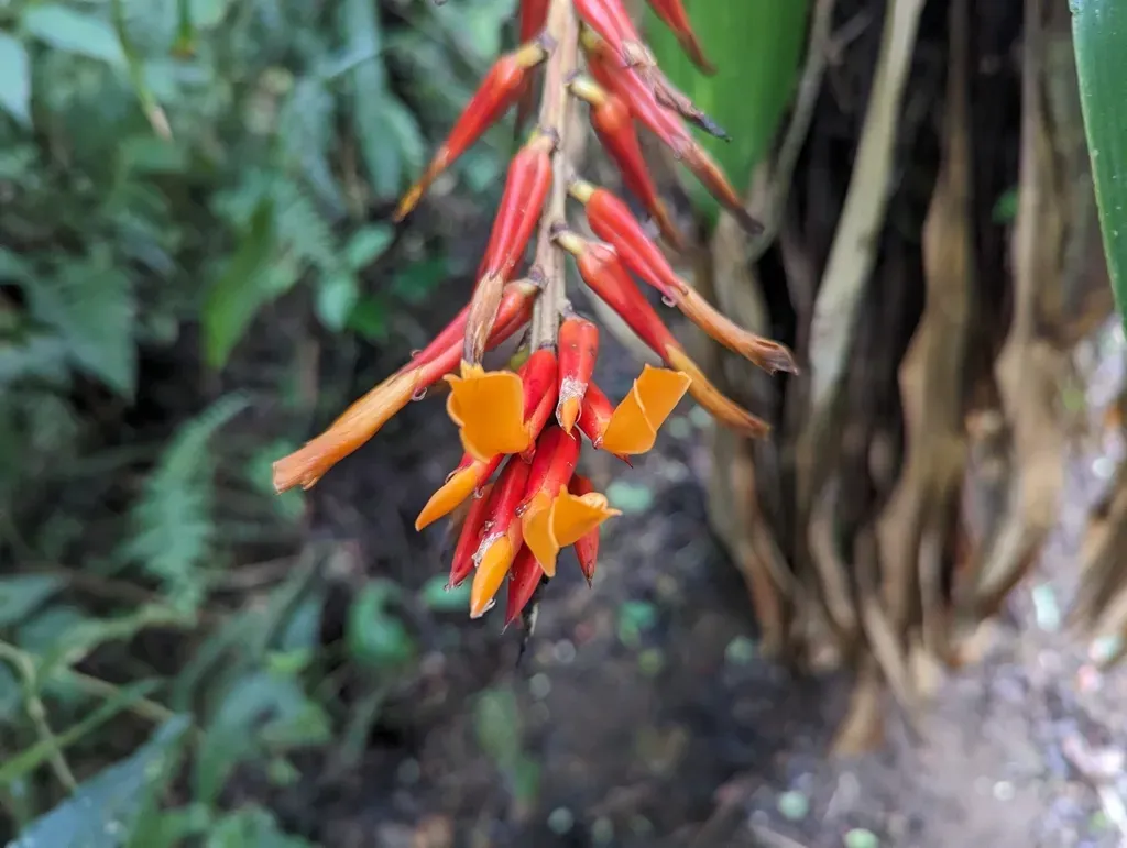 Pitcairnia Brittoniana