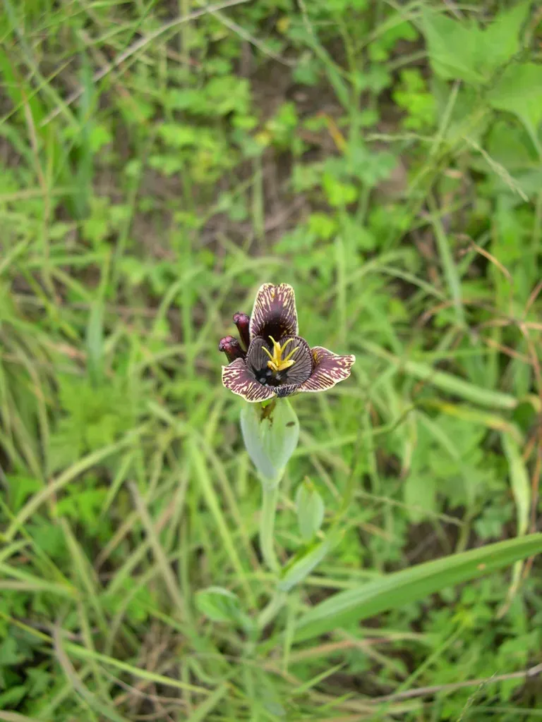 Peacock Flower