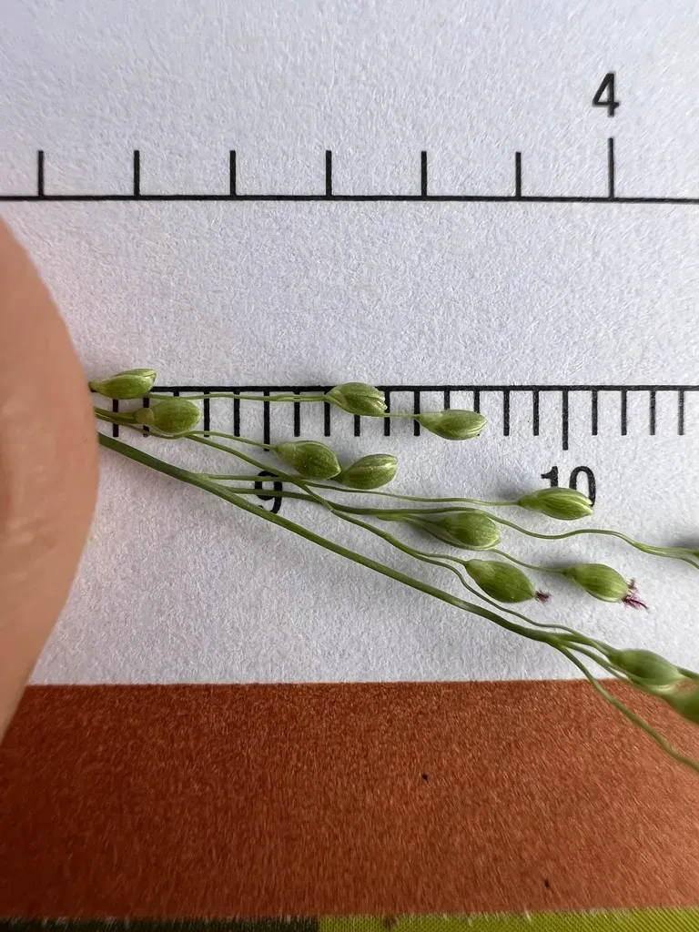 Dichanthelium Ovinum