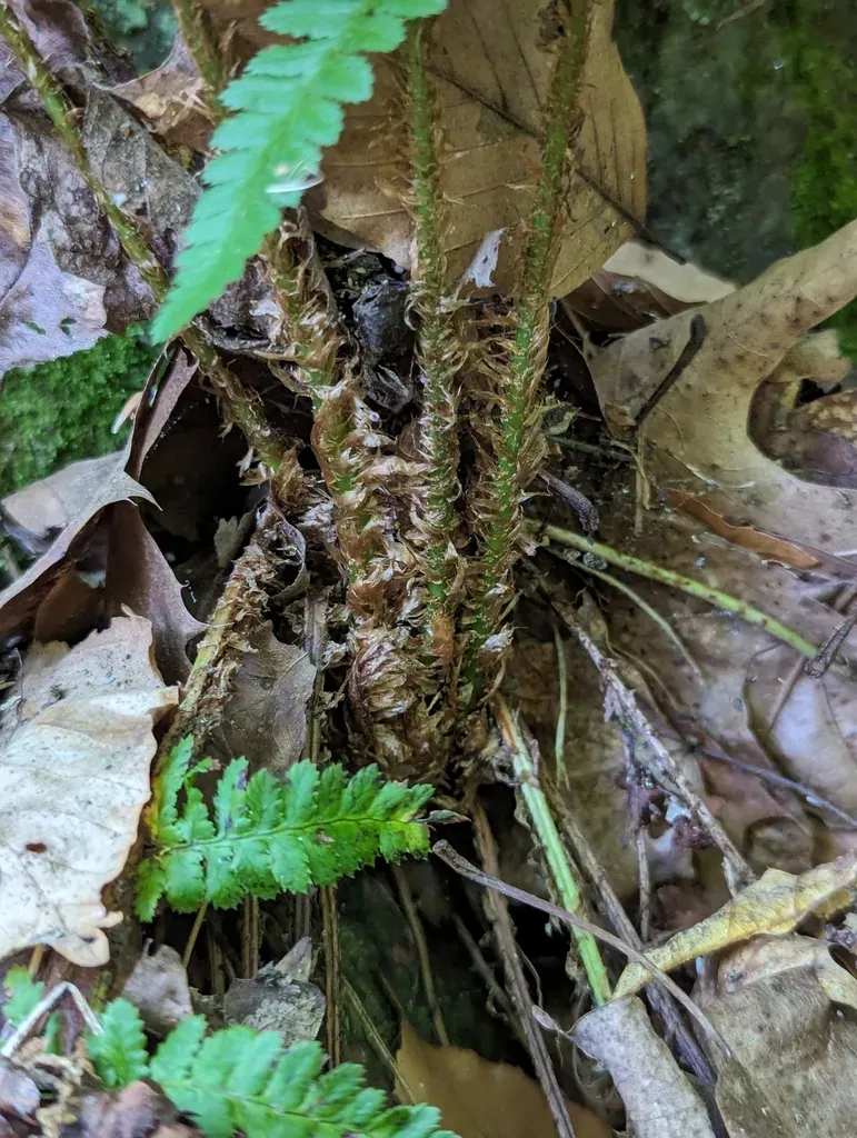 Triploid Wood Fern