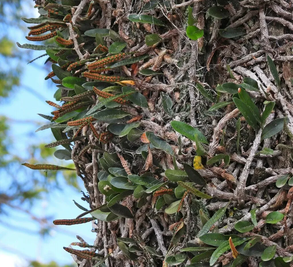 Microgramma Mortoniana