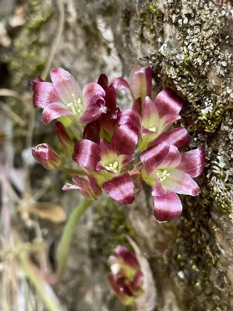 Spanish Needle Onion