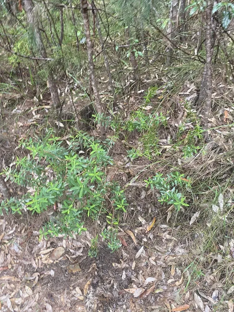 Philotheca Glasshousiensis