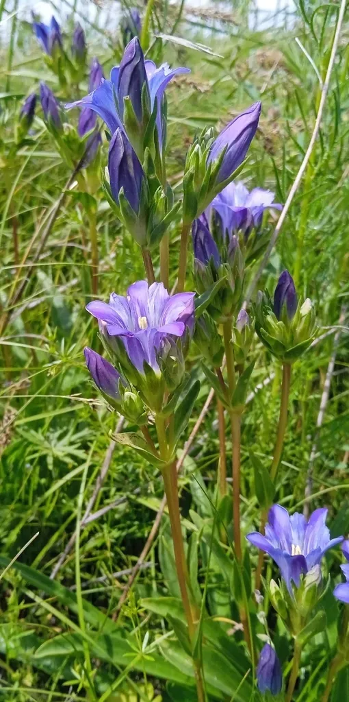 Gentiana Olivieri