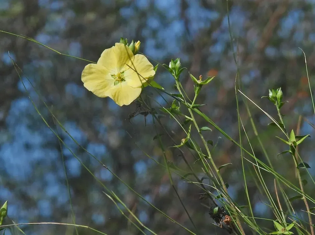 Ludwigia Bonariensis