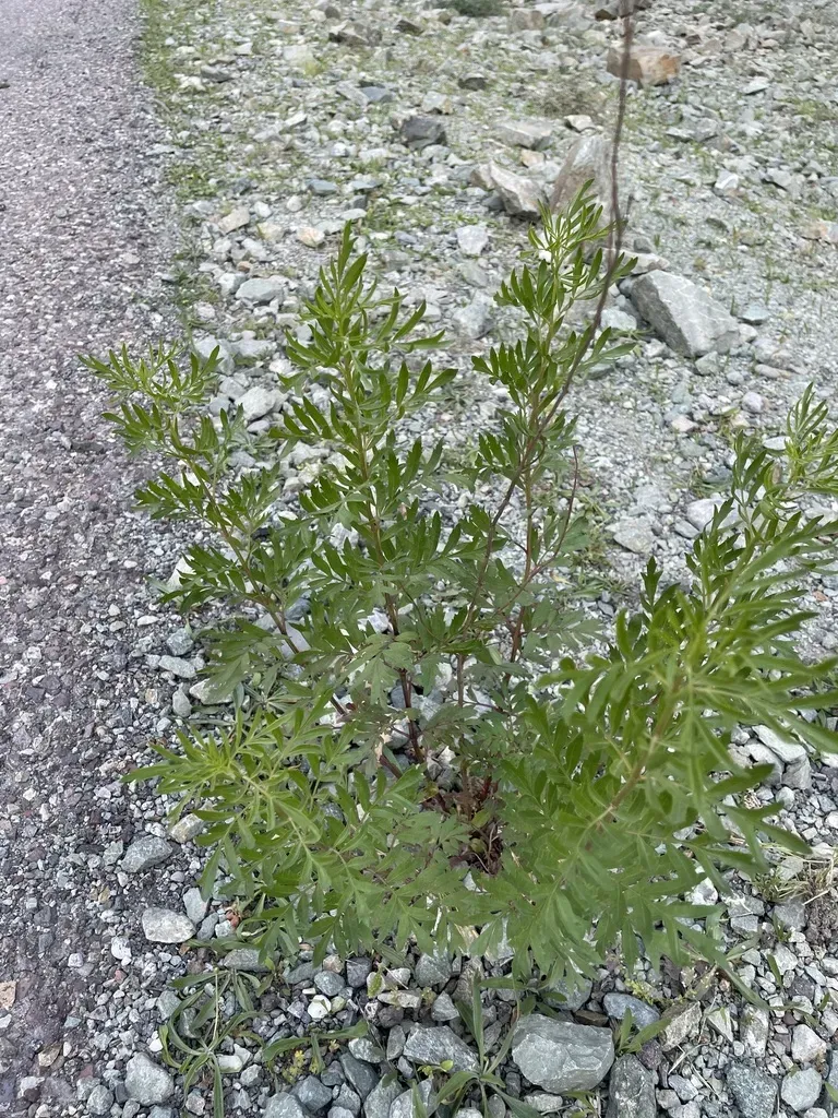 Princess Trumpet-flower