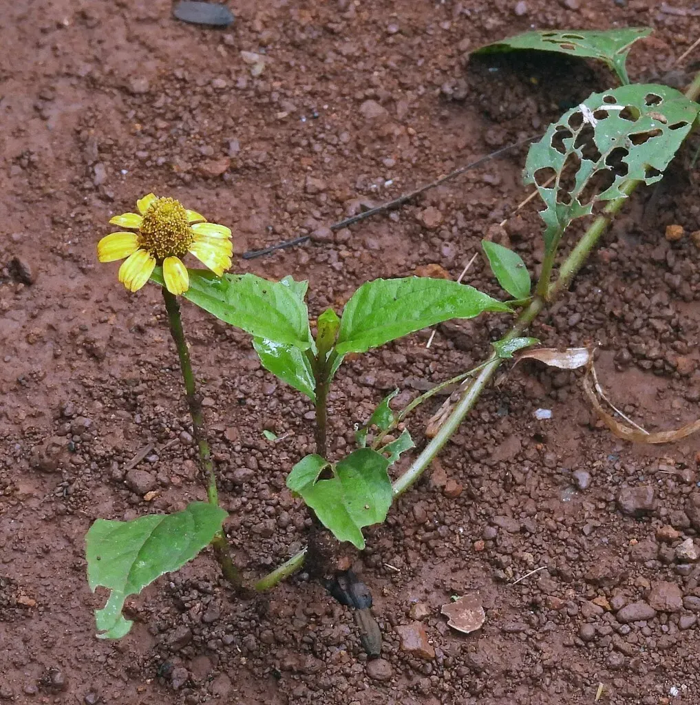 Oppositeleaf Spotflower