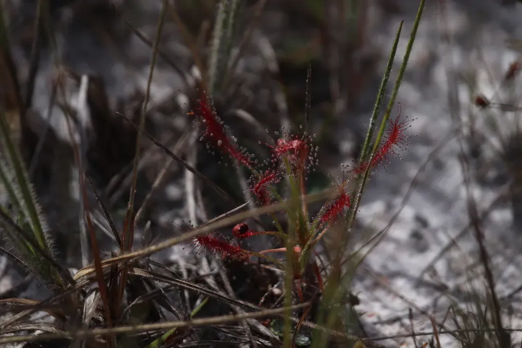 Drosera Camporupestris