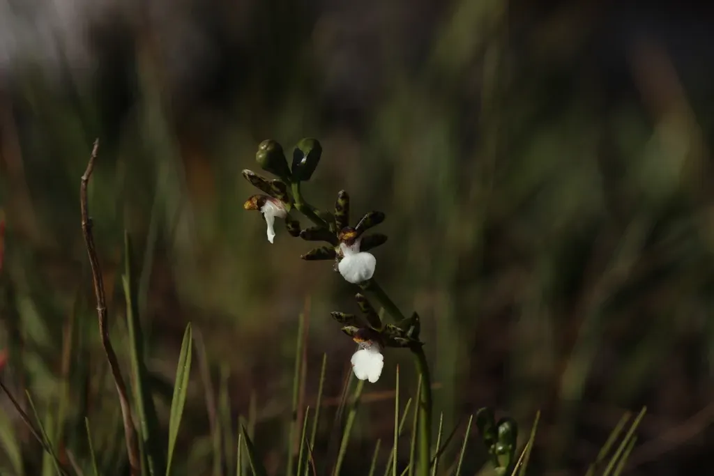 Zygopetalum Microphytum