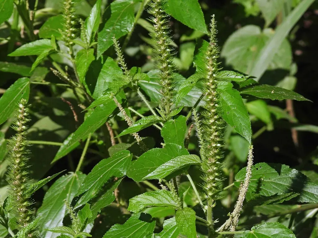 Acalypha Communis