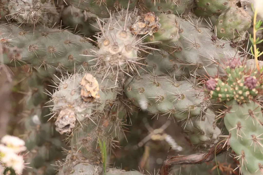 Coastal Cholla