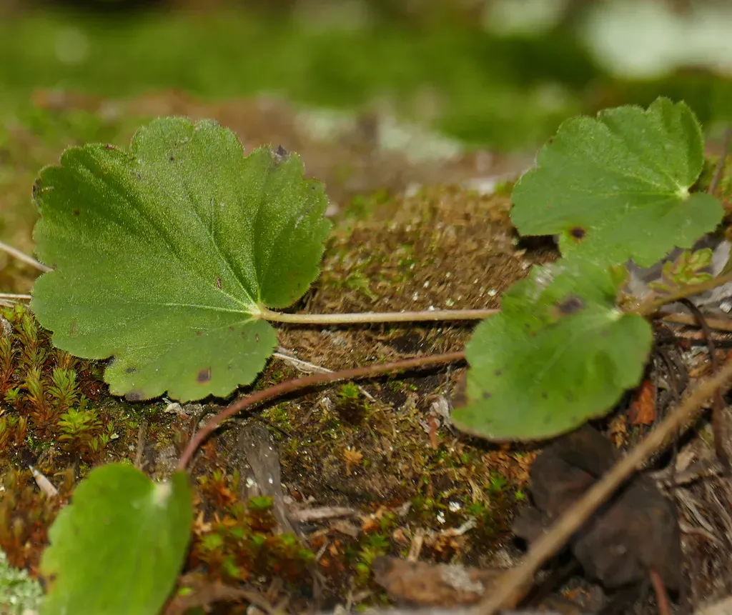 Heuchera Inconstans