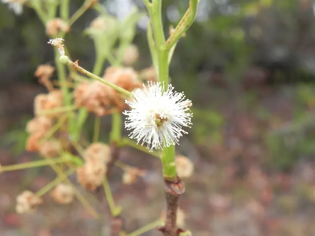 Mimosa Laticifera