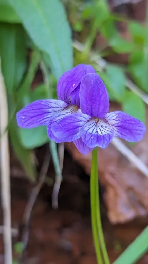 Clausen's Violet