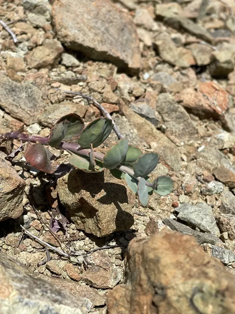 Morrison's Jewelflower