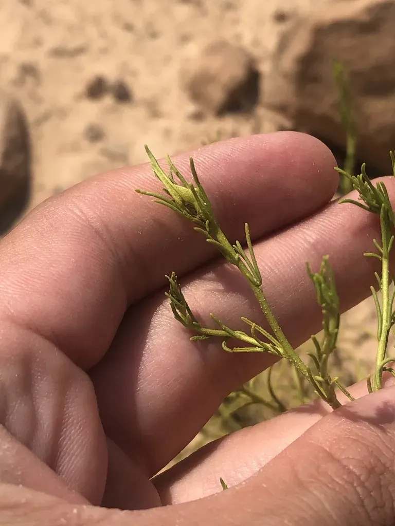 Wright's Bird's Beak